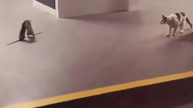 Cat Can you guys let me pass first๐๐