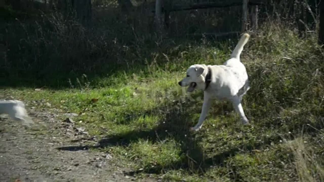 "Adorable Sibling Dog Duo: Playtime Pawsitivity!"