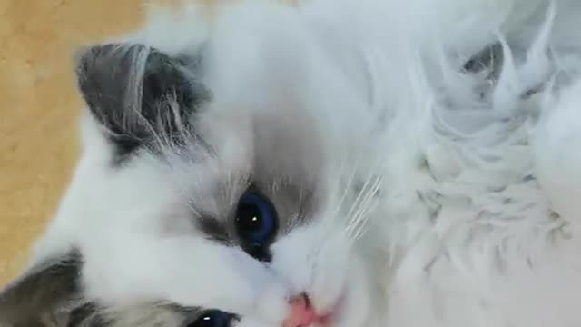 Ragdoll