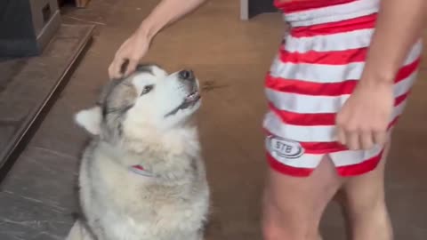 Andrew Tate plays with dog after release