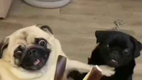 Cute dogs