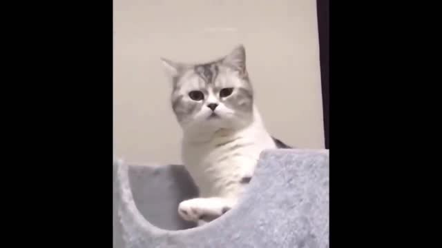 Watch this if you have a bad day funy cat make you laugh