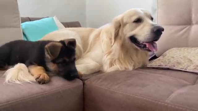 German Shepherd Puppy Plays with Golden Retriever for the First Time!