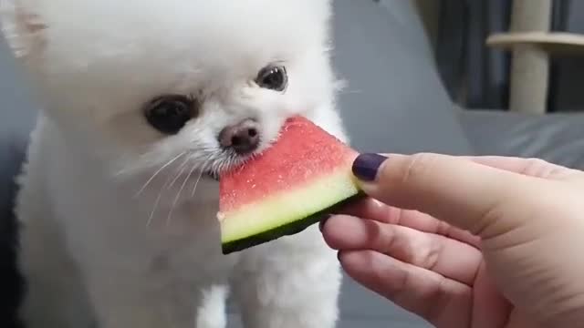 #cute puppy eating water melon