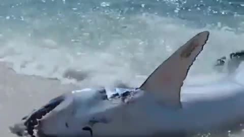 People saved a white shark on the beach