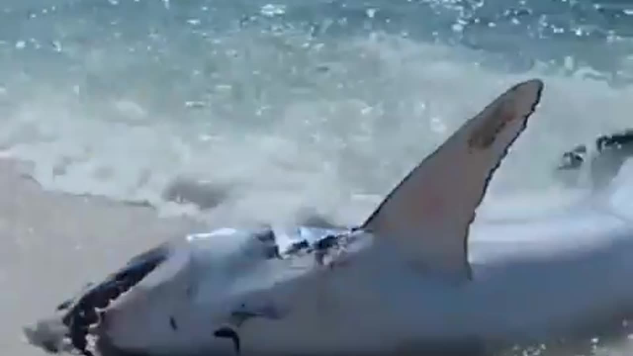 People saved a white shark on the beach