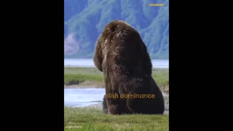 Greatest Bear Fight Ever