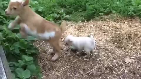 Chihuahua Puppy thinks she's a Baby Goat