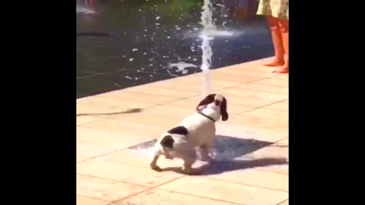 French Bulldog dancing in front of the fountain