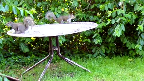 Squirrels eating the bird food is expected