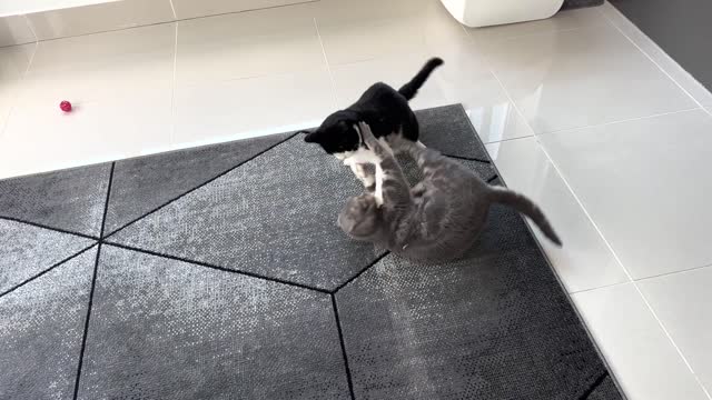 Os 5 melhores produtos para gatos, ponto final