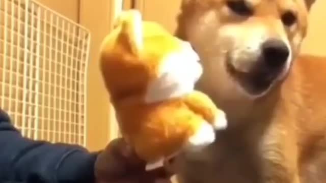 dog making grease with teddy bear