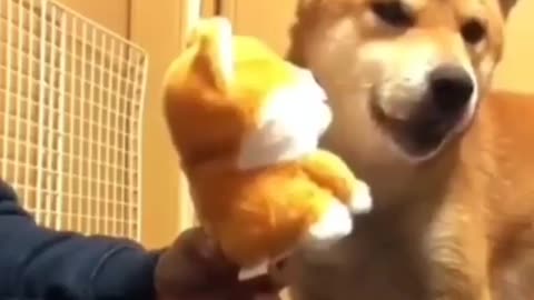 dog making grease with teddy bear