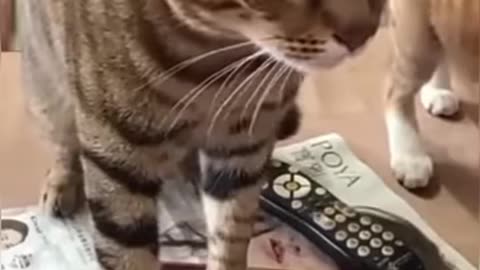 Cats funny videos