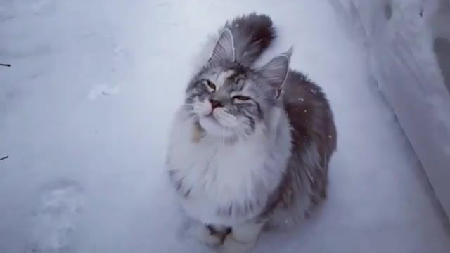 A cat afraid of cold