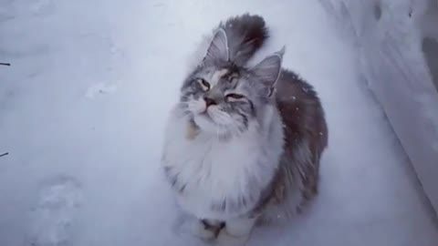 A cat afraid of cold