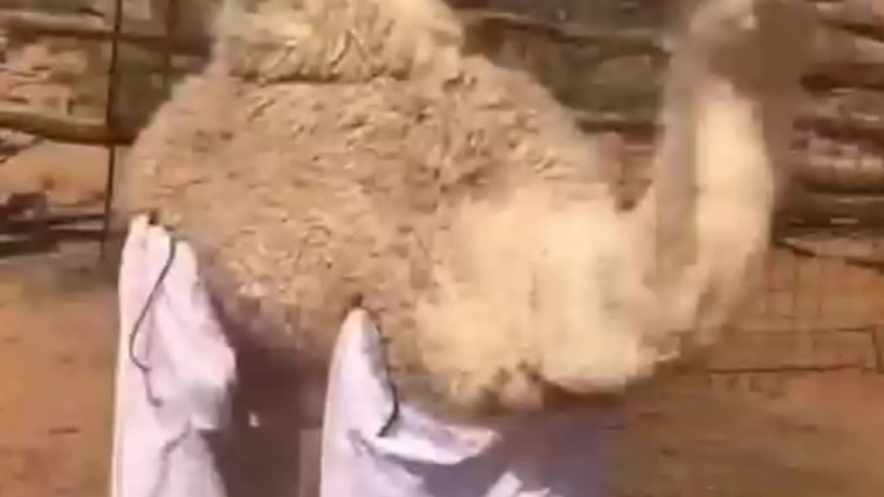 The innocent camel