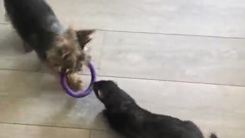 Yokrie and Ferret face off for favorite toy DonnyYorkie