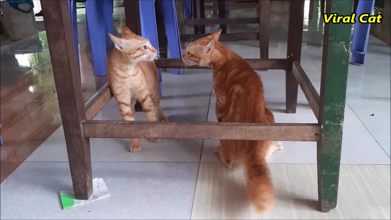 Cats fighting