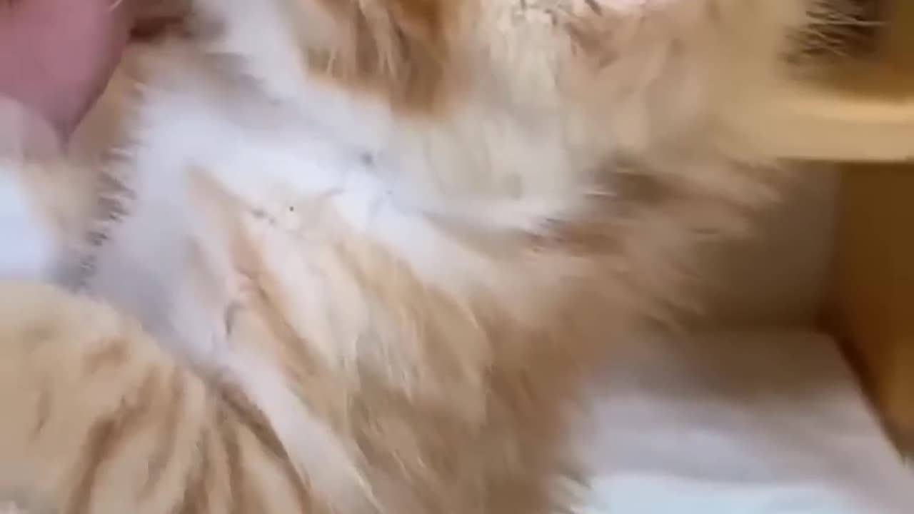 Funny cat