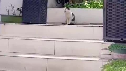 "Ahmad Kamal's Cute Little Cats: A Delightful Video to Brighten Your Day"