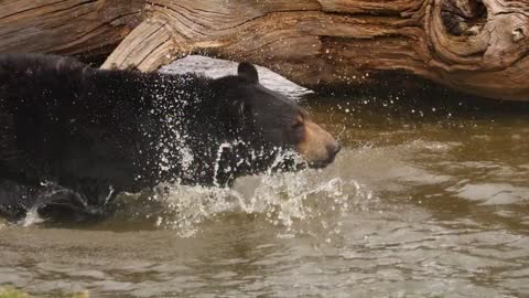 Binder Park Zoo American Black Bears