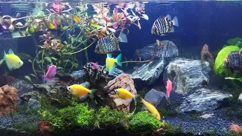 Beautiful colour ful fish in water