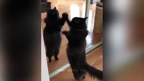 Funny Cats and Dogs