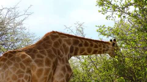 10 interesting fact about giraffe