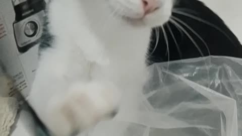Gatos sendo gatos