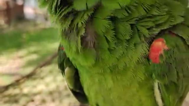 The parrot