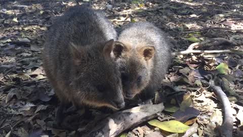 Quokka Mum and Baby