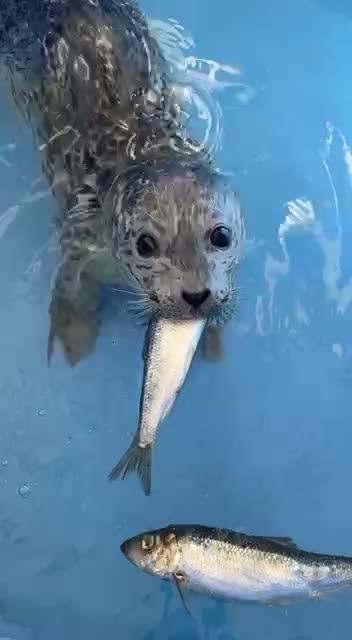 Feeding a baby seal