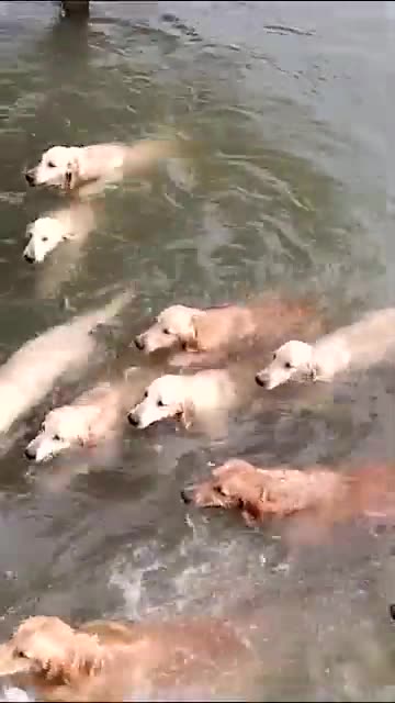 Like racing a bunch of golden retrievers: piece of cake!✨💕🐶