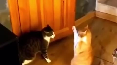 Funniest cat video 2023