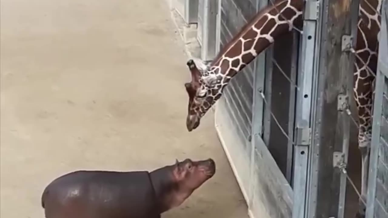 Adorable Encounter: Baby Hippo's First Meeting with a Giraffe