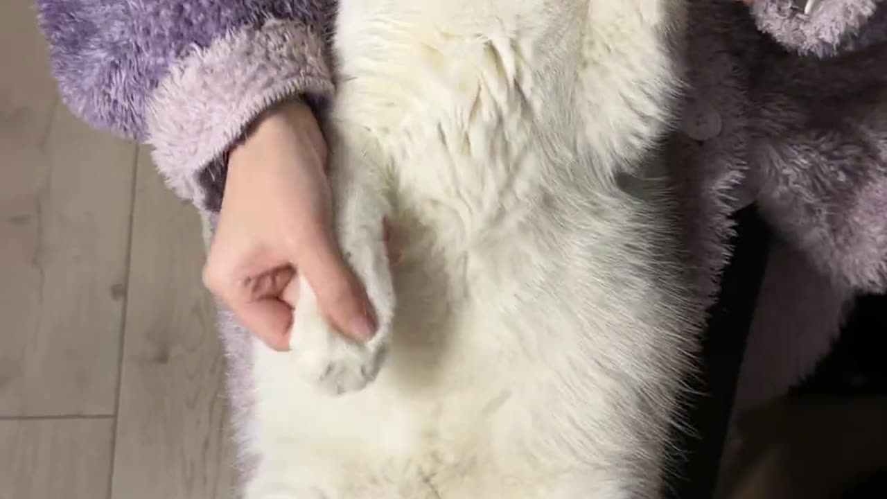 Forced to dance with a kitten # Record the daily life of the kitten