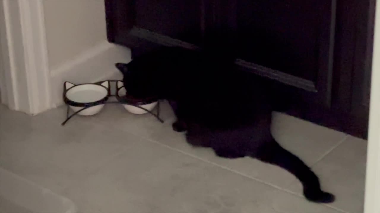 Adopting a Cat from a Shelter Vlog - Cute Precious Piper Is Eating Breakfast Instead of Cardboard