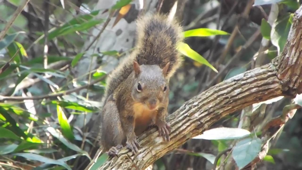 CaxinguelĂȘ_ serelepe (Guerlinguetus brasiliensis) vocalizando
