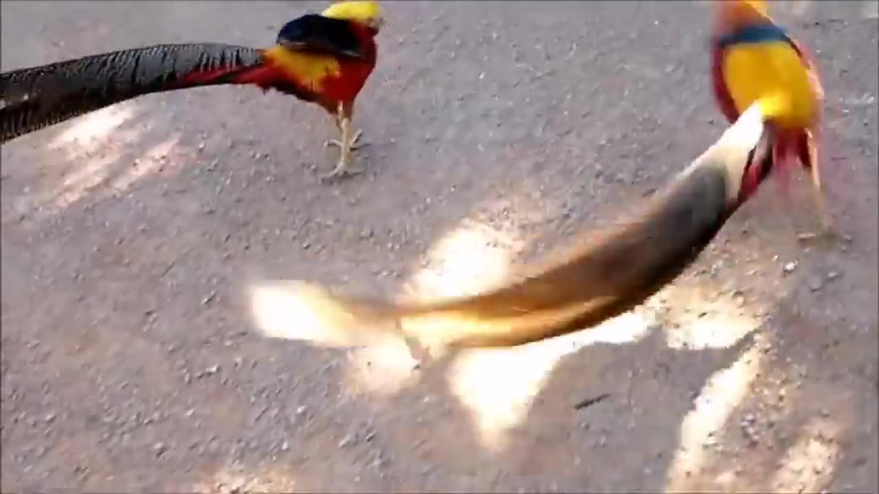 Beautiful Golden Pheasants and wading birds