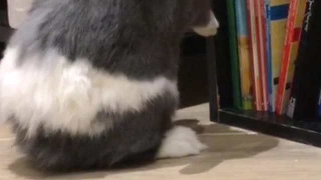 Even if I am a lovely rabbit I also want to learn knowledge!
