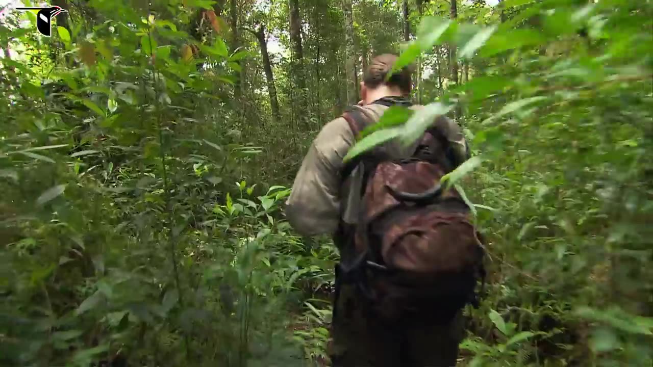 Birds-of-Paradise Project Introduction