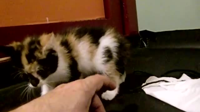 Vicious Kitten