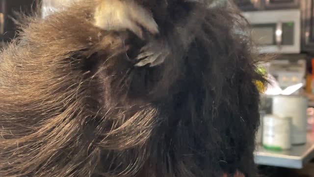 Pet Squirrel Stuffs its Face with Hair