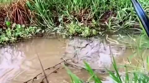 This is a beautiful and charming water-dwelling species