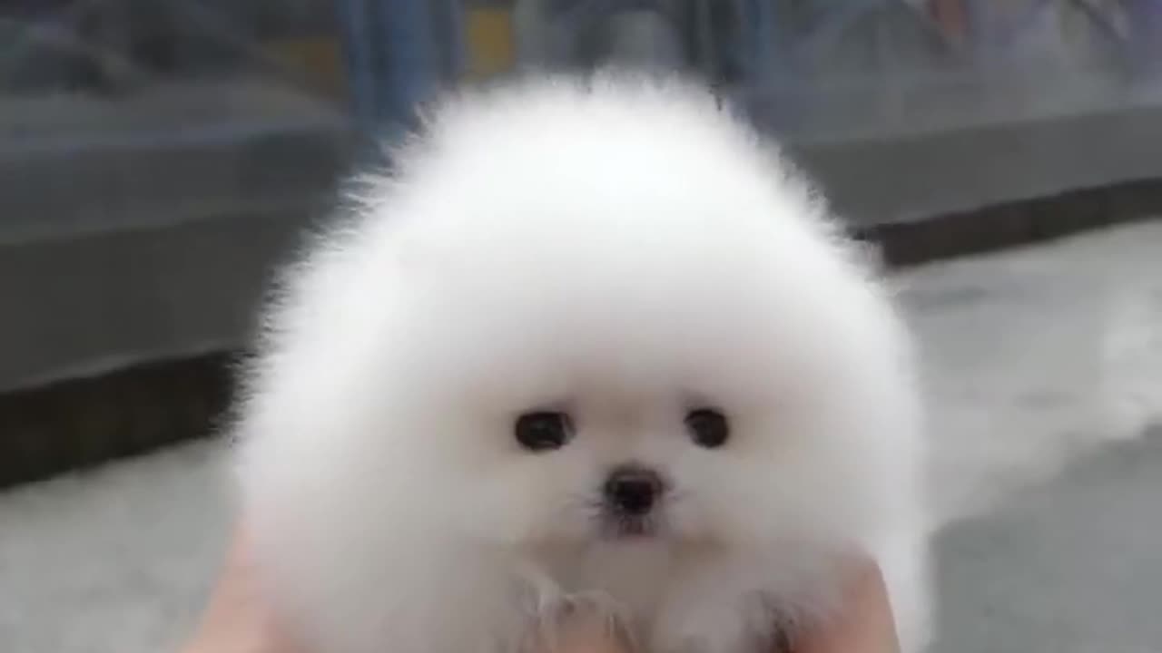 Cute white miniteacup Pomeranian puppy video 💗😍