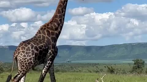 giraffe animal