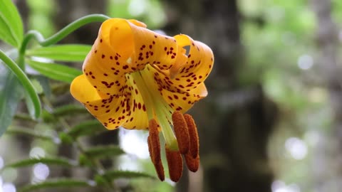 Tiger Lily