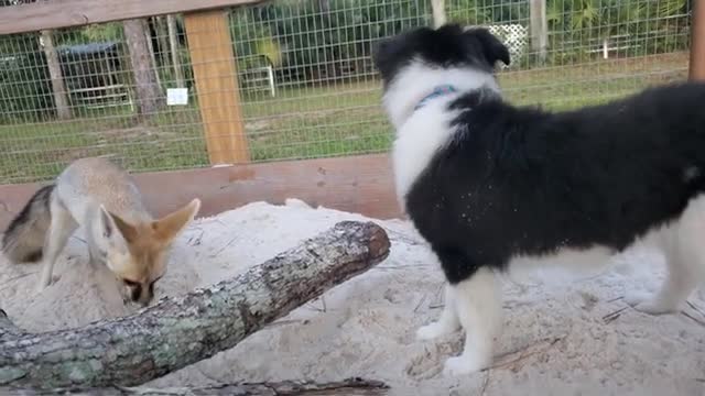 Sand fox and border collie play in sandbox