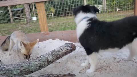 Sand fox and border collie play in sandbox